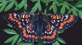 Scheckenfalter: Maivogel ; euphydryas
                        maturna