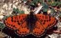 Roter Scheckenfalter
                        M�nnchen ; melitaea didyma