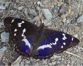 Grosser Schillerfalter M�nnchen ; apatura
                        iris