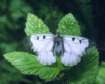 Schwarzer Apollo ; Parnassius mnemosyne
