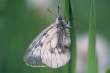 Schwarzer Apollo
                    Unterseite; Parnassius mnemosyne