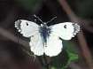 Aurorafalter Weibchen ; Anthocharis cardamines