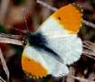Aurorafalter M�nnchen ; Anthocharis cardamines