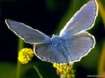 Heller Alpenbl�uling M�nnchen ; Albulina
                      orbitulus