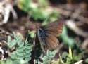 Heller Alpenbl�uling Weibchen ; Albulina
                      orbitulus