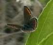 Argus-Bl�uling Weibchen ; Plebejus argus