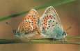 Argus-Bl�uling
                    Unterseiten ; Plebejus argus
