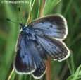 Enzian-Ameisenbl�uling ; maculinea alcon