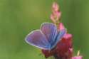 Kleiner
                    Esparsetten-Bl��uling M�nnchen ; Agrodiaetus
                    thersites ; Plebicula thersites