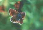 Kleiner
                    Esparsetten-Bl��uling Weibchen ; Agrodiaetus
                    thersites ; Plebicula thersites