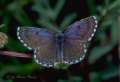 Fetthennen-Bl�uling M�nnchen ; Scolitantides
                      orion