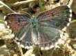 Fetthennen-Bl�uling
                      Weibchen ; Scolitantides orion