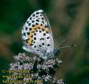 Fetthennen-Bl�uling Unterseite ;
                      Scolitantides orion