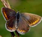 Gemeiner
                      Bl�uling, Hauhechelbl�uling Weibchen ; Polyommatus
                      icarus