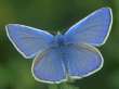 Gemeiner
                      Bl�uling, Hauhechelbl�uling M�nnchen ; Polyommatus
                      icarus
