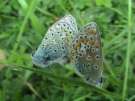 Gemeiner Bl�uling,
                      Hauhechelbl�uling Unterseiten ; Polyommatus
                      icarus