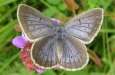 Heller Wiesenknopf-Ameisenbl�uling ;
                      Maculinea telejus