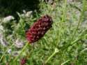 Wiesenknopfgras