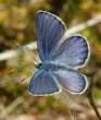 Hochmoor-Bl�uling M�nnchen ; Vacciniina
                      optilete