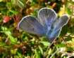 Hochmoor-Bl�uling Weibchen ; Vacciniina
                      optilete