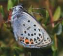Hochmoor-Bl�uling Unterseite ; Vacciniina
                      optilete