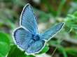 Hylas-Bl�uling, Steinklee-Bl�uling M�nnchen ;
                      Plebicula dorylas