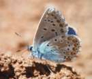 Hylas-Bl�uling,
                      Steinklee-Bl�uling Unterseite ; Plebicula dorylas