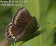 Idas-Bl�uling, Gemeiner Heidewiesen-Bl�uling
                      Weibchen ; Lycaeides idas, Plebejus idas