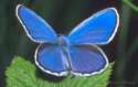 Idas-Bl�uling, Gemeiner Heidewiesen-Bl�uling
                      M�nnchen ; Lycaeides idas, Plebejus idas