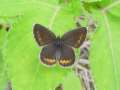 Kronwicken-Bl�uling Weibchen ; Lycaeides
                      argyrognomon