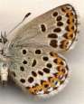 Kronwicken-Bl�uling Weibchen Unterseite ;
                      Lycaeides argyrognomon
