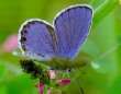 Kronwicken-Bl�uling M�nnchen ; Lycaeides
                      argyrognomon