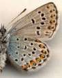 Kronwicken-Bl�uling
                      M�nnchen Unterseite ; Lycaeides argyrognomon