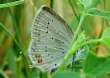 Kurzschw�nziger Bl�uling
                      Unterseite ; Everes argiades