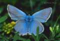 Meleager-Bl�uling, Zahnfl�gel-Bl�uling
                      M�nnchen ; Meleageria daphnis
