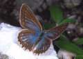 Meleager-Bl�uling, Zahnfl�gel-Bl�uling
                      Weibchen ; Meleageria daphnis