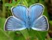 Pr�chtiger Bl�uling, Vogelwicken-Bl�uling
                      M�nnchen ; Agrodiaetus amanda