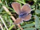 Pr�chtiger
                      Bl�uling, Vogelwicken-Bl�uling Weibchen ;
                      Agrodiaetus amanda