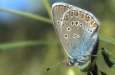 Pr�chtiger Bl�uling, Vogelwicken-Bl�uling
                      Unterseite ; Agrodiaetus amanda