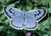 Quendel-Ameisenbl�uling, Arion-Bl�uling
                      M�nnchen ; Maculinea arion