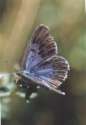 Quendel-Ameisenbl�uling, Arion-Bl�uling
                      Weibchen ; Maculinea arion