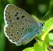 Quendel-Ameisenbl�uling, Arion-Bl�uling
                      Unterseite ; Maculinea arion