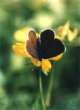 Schwarzblauer Ameisenbl�uling, Bl�uling,
                      Dunkler Wiesenknopf-Ameisenbl�uling Weibchen ;
                      Maculinea nausithous
