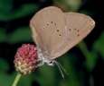 Schwarzblauer
                      Ameisenbl�uling, Bl�uling, Dunkler
                      Wiesenknopf-Ameisenbl�uling Unterseite ; Maculinea
                      nausithous