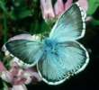 Silberbl�uling, Silbergr�ner Bl�uling,
                      Schafschwingelrasen-Bl�uling M�nnchen ; Lysandra
                      coridon