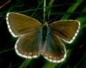 Silberbl�uling, Silbergr�ner Bl�uling,
                      Schafschwingelrasen-Bl�uling Weibchen ; Lysandra
                      coridon
