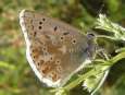 Silberbl�uling,
                      Silbergr�ner Bl�uling,
                      Schafschwingelrasen-Bl�uling Unterseite ; Lysandra
                      coridon