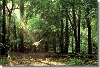 Eichenmischwald von Licht durchflutet