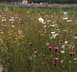 Magerrasen mit der reichhaltigsten
            Pflanzwenwelt, die es gibt