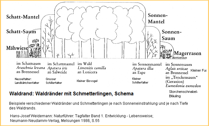 Waldrand:
                          Waldr�nder mit Schmetterlingen, Schema